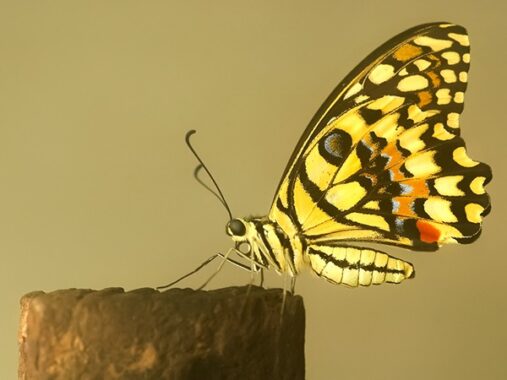 Con bướm số mấy – Luận giải ý nghĩa giấc mơ thấy bướm