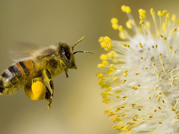 Mơ thấy con ong đánh ngay số mấy, dự báo điềm gì?