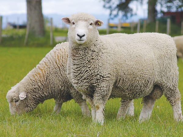 Mơ thấy con cừu tốt hay xui đánh con gì phát tài phát lộc?