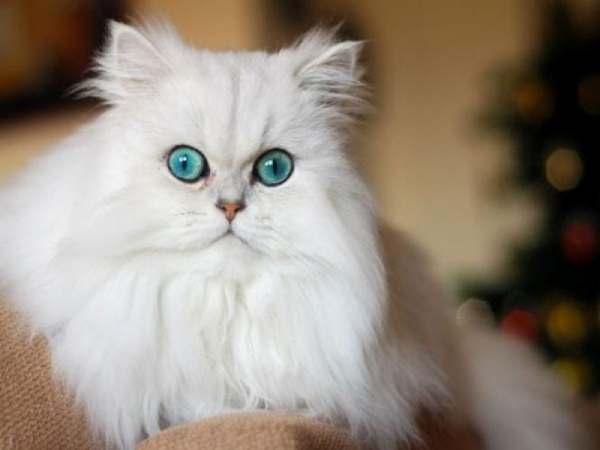 Mơ thấy mèo trắng điềm báo tốt hay xấu? nên đánh con nào?