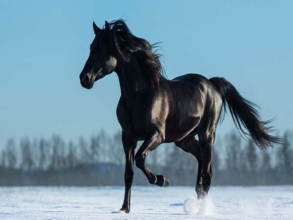 Giải mã bí ẩn giấc mơ thấy ngựa