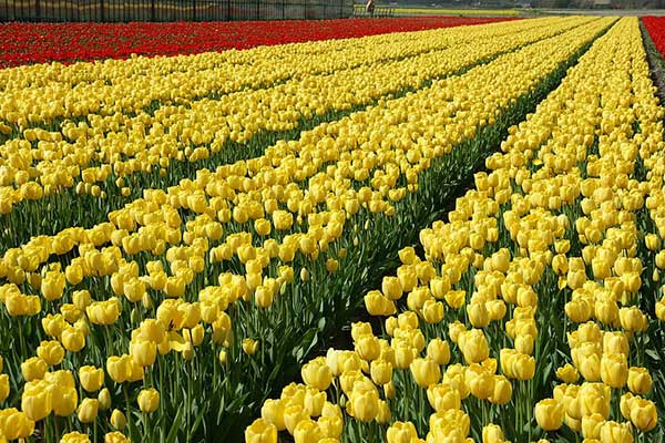 Luận giải điềm báo nhìn thấy hoa Tulip