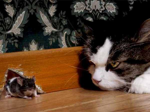 Giải mã giấc mơ thấy mèo bắt chuột cùng bí ẩn tâm linh