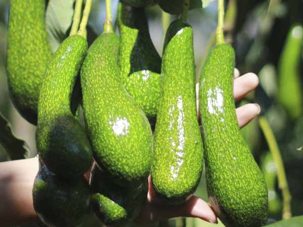 Giấc mơ thấy quả bơ hé lộ thông điệp tâm linh đặc biệt