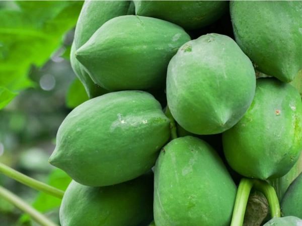 Nằm mơ thấy quả đu đủ xanh thể hiện ý nghĩa gì thú vị