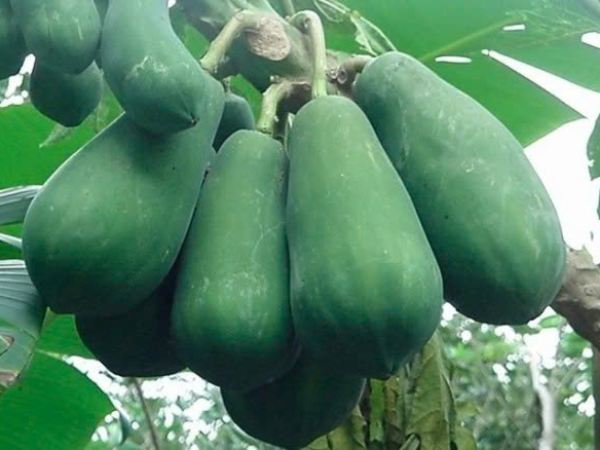 Nằm mơ thấy quả đu đủ xanh thể hiện ý nghĩa gì thú vị