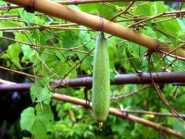 Mơ thấy quả mướp có điềm báo gì may mắn hay xui xẻo?