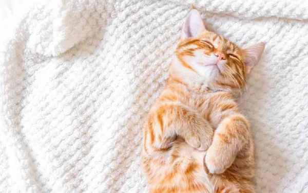 Mơ mèo biết nói dẫn bạn đến một địa điểm mới