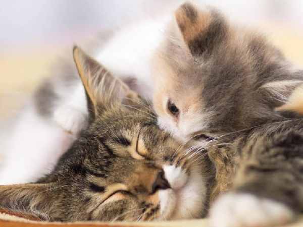 Giải mã ý nghĩa giấc mơ thấy mèo biết nói và số tài lộc