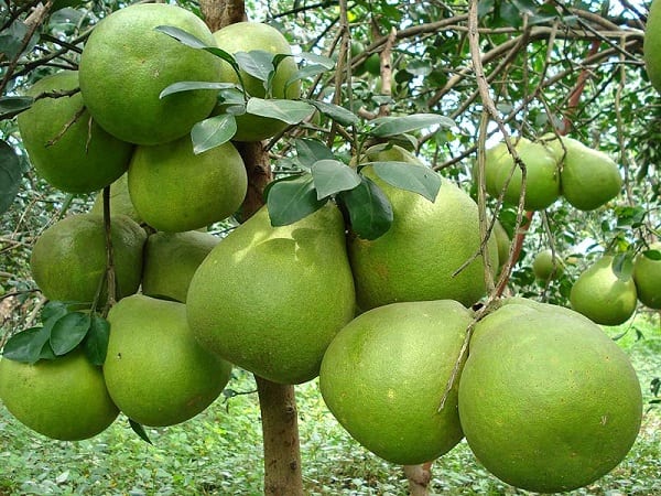 Luận giải chi tiết mơ thấy quả bưởi có phải điềm may?