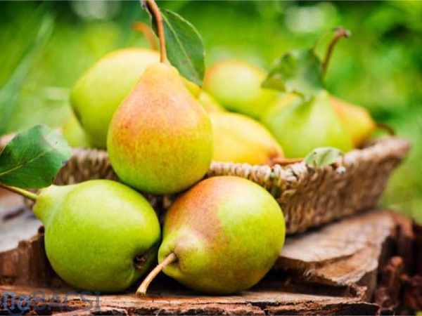 Chiêm bao thấy quả lê chín vàng tượng trưng cho điều gì?