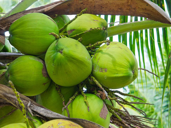 Giải mã thông điệp lành dữ từ giấc mơ thấy quả dừa