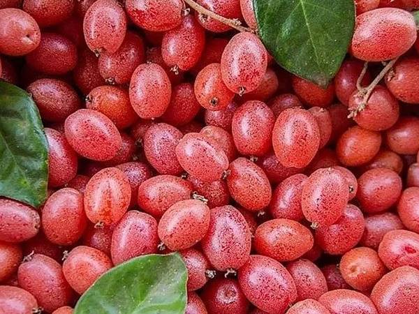 Khám phá điềm báo thú vị khi ngủ mơ thấy quả nhót