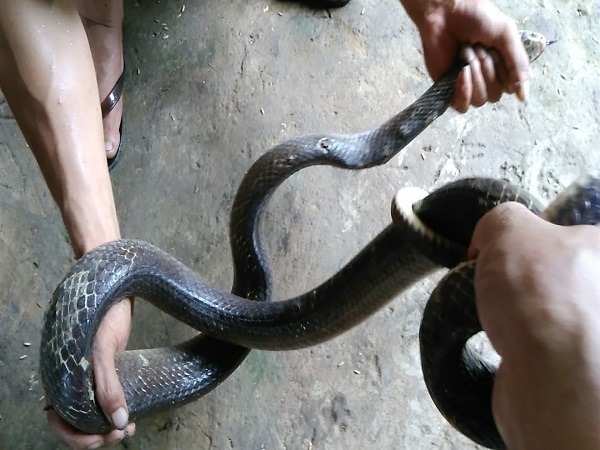 Mơ thấy giết rắn hổ mang chúa, rắn xanh là có điềm gì Mơ thấy giết rắn hổ mang chúa, rắn xanh là có điềm gì