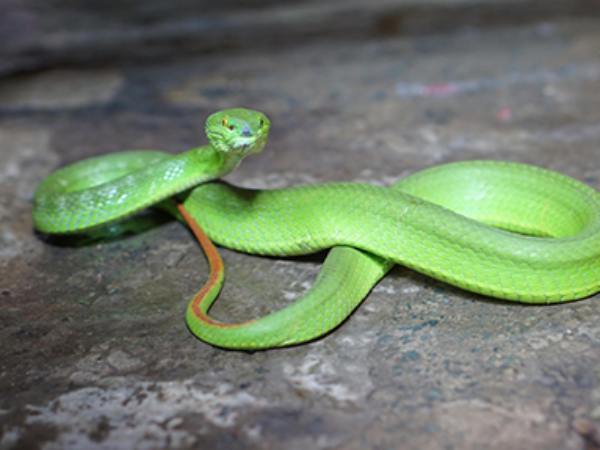 Mơ thấy rắn xanh bò vào nhà