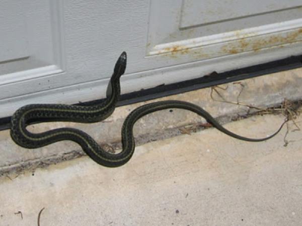 Nằm mơ thấy rắn xanh, rắn vàng bò vào nhà là điềm báo gì?