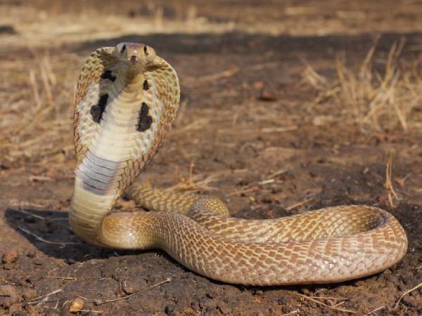 Mơ thấy rắn độc cắn vào tay