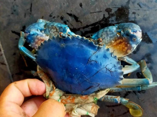 Nằm mơ thấy bắt cua biển là điềm gì, số gì số mấy tài lộc?