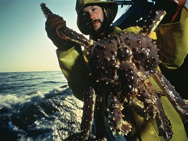 Nằm mơ thấy bắt cua biển là điềm gì, số gì số mấy tài lộc?