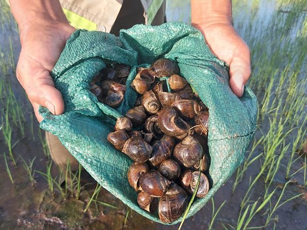 Nằm mơ thấy bắt ốc là điềm gì, chọn con gì hốt lộc?