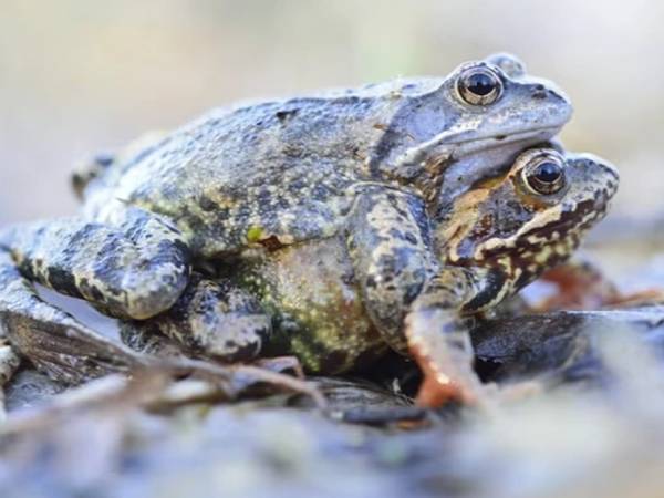 Nằm mơ thấy bắt ếch là điềm lành hay dữ, số gì cát lộc?