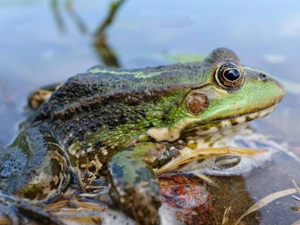 Khám phá ý nghĩa giấc mơ thấy bắt ếch là điềm gì?