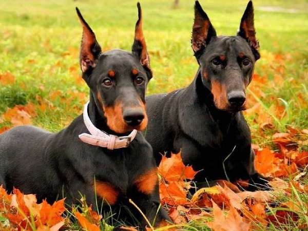 Chó đen số mấy? Chó đen số mấy?