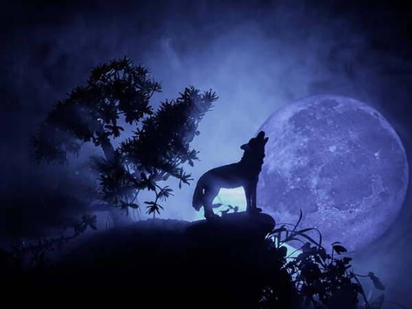 Ý nghĩa của chó sói trong tự nhiên và đời sống Ý nghĩa của chó sói trong tự nhiên và đời sống