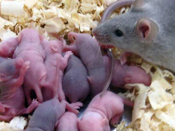 Chuột con số mấy? Các con số phổ biến theo dân gian