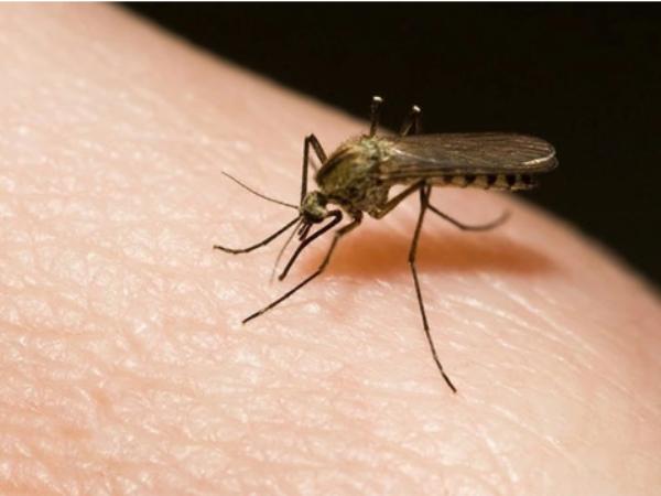 Ý nghĩa khi mơ thấy con muỗi