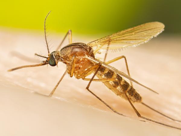 Con muỗi số mấy, giải mã ý nghĩa con muỗi theo phong thủy