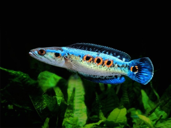 Sự thật nằm mơ thấy bắt cá lóc là điềm gì, số mấy lộc phát?