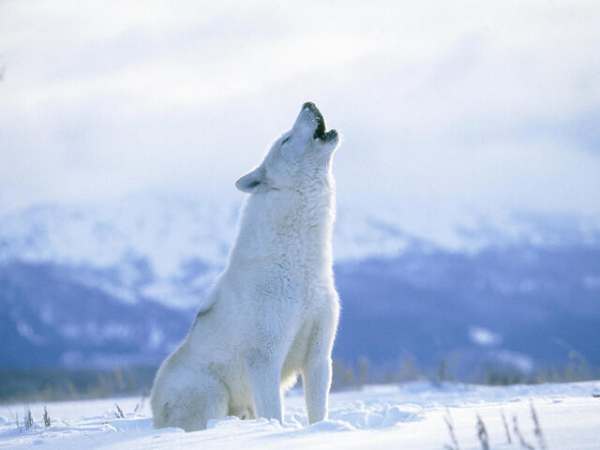 Ý nghĩa chó sói và con số trong phong thủy và đời sống