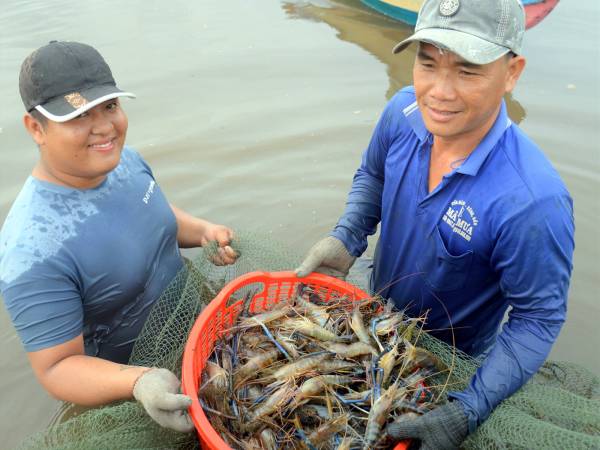 Chiêm bao thấy bắt được nhiều tôm