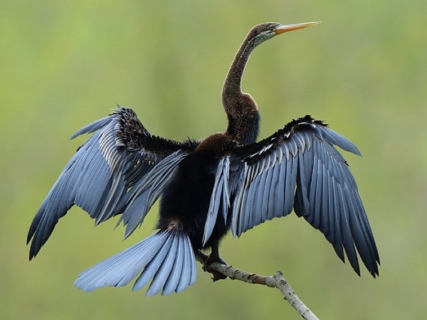 Nằm mơ thấy chim màu đen có số gì phát tài phát lộc