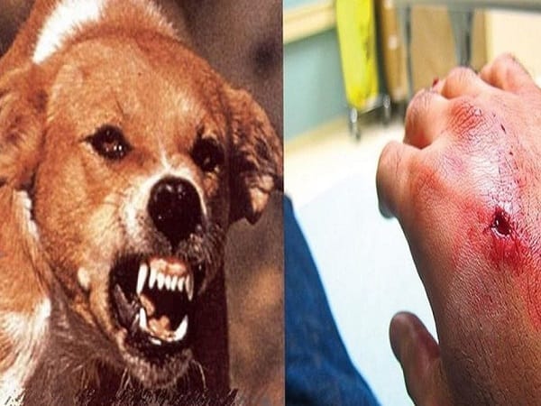 Nằm mơ thấy chó dại cắn là hên hay xui, con số gì lộc?