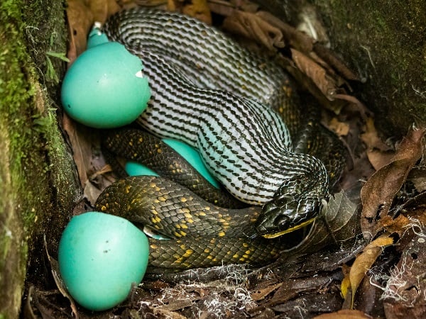 Nằm mơ thấy rắn đẻ trứng điềm báo gì, con số gì đại cát?