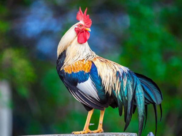 Con số may mắn ngày 1/4 tuổi Dậu Thứ Tư hút tài, hút lộc