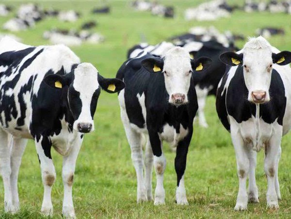 Con bò số mấy con gì? Nằm mơ thấy con bò là điềm gì?