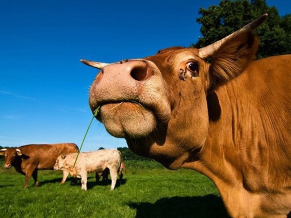 Con bò số mấy con gì? Nằm mơ thấy con bò là điềm gì?