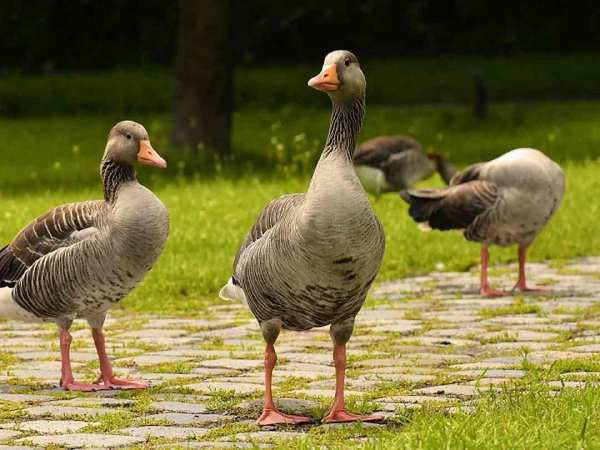 Tham khảo soi cầu AG ngày 16/4/2026 thứ 5 VIP hôm nay