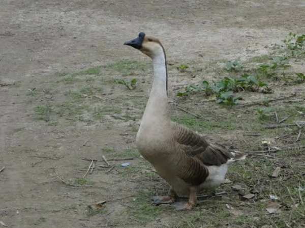 Tìm hiểu con ngỗng là số mấy, số gì và có ý nghĩa gì?