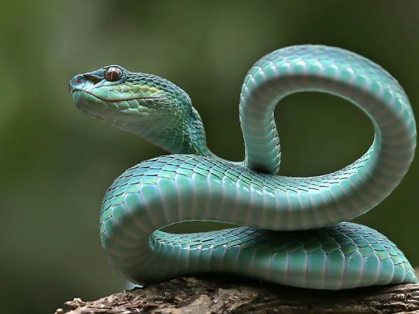 Luận giải giấc mơ thấy con rắn nhỏ số mấy chi tiết