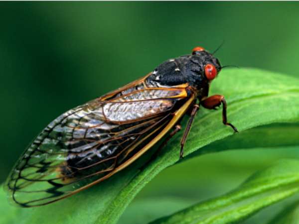 Con ve sầu số mấy, phân tích ý nghĩa cung con số tài lộc