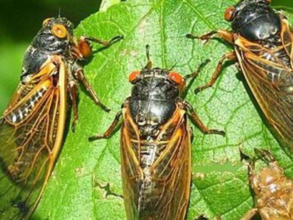 Con ve sầu chọn số mấy hiệu quả theo kinh nghiệm