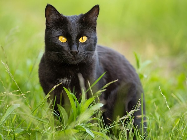 Sự thật con mèo đen số mấy, mơ thấy mèo đen là điềm gì?