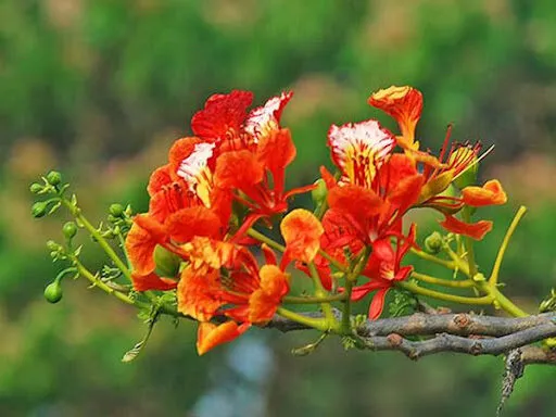 Giải mã giấc mơ thấy hoa phượng